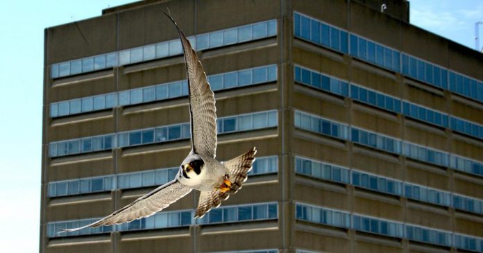 On the ground, volunteers keep Harrisburg’s famous falcons in the air [column]